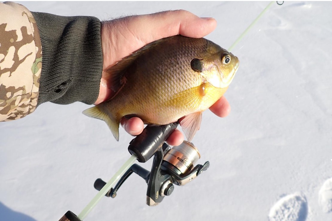 Ice angler holding rod and bluegill in hand.  Photo by Daryl Bauer, Nebraska Game & Parks Commission.