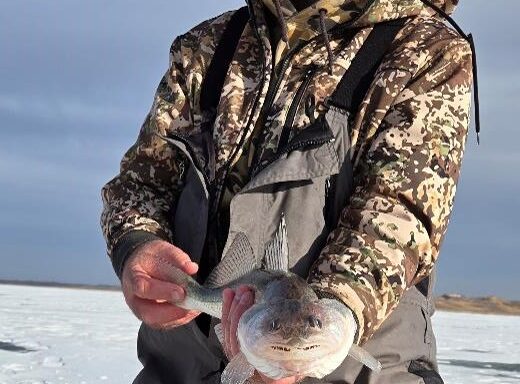 Ice angler holding saugeye. Photo by Emily Brown.