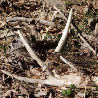 A deer shed antler lies on the ground in winter.