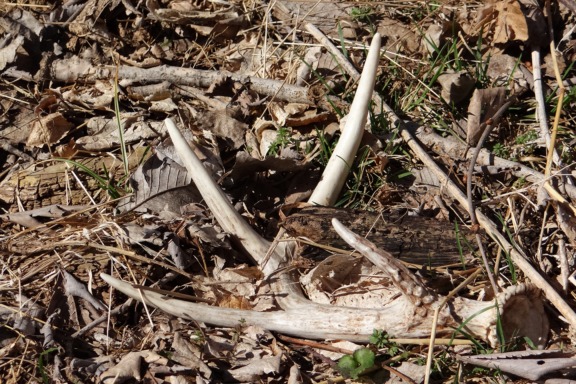 A deer shed antler lies on the ground in winter.