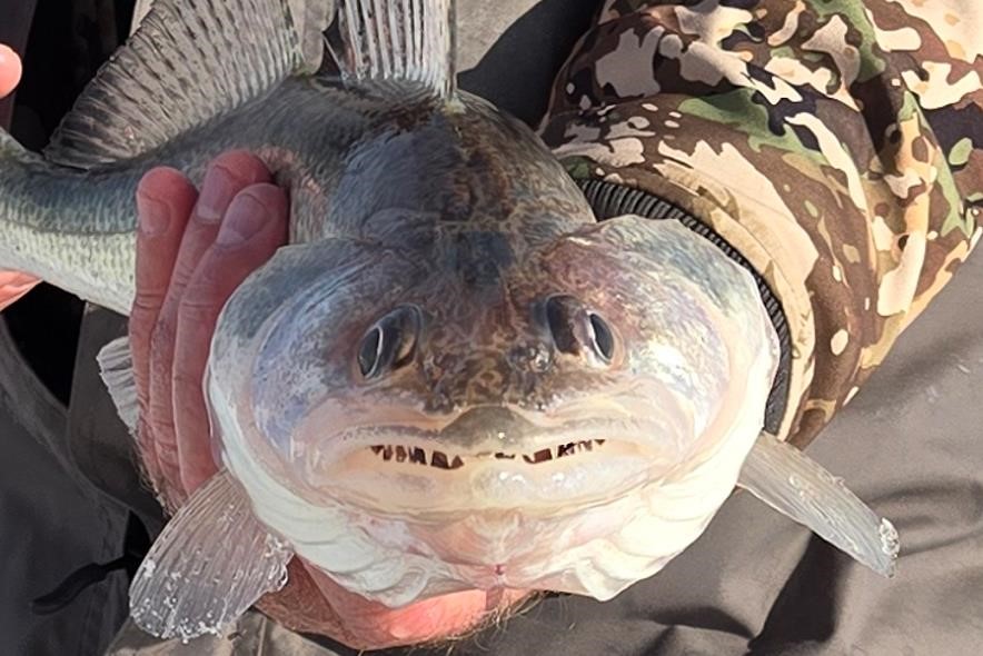 Head on view of a sauger X walleye hybrid being held by an angler. Photo by Emily Brown.