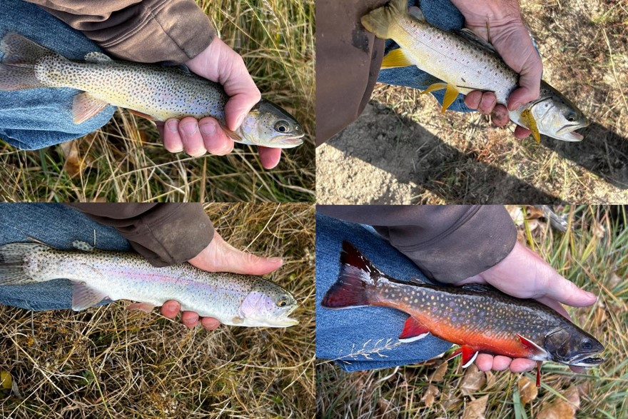 Mashup of Trout Slam entries by Zac Mader.  Nebraska Game & Parks Commission Trout Slam entry photos.
