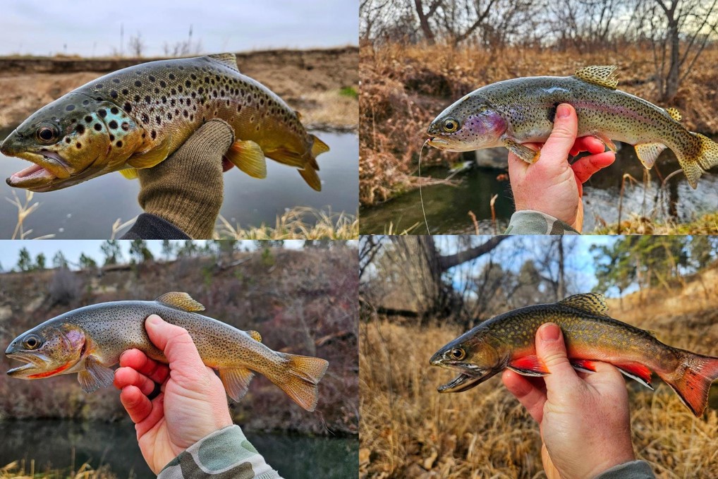 Mashup of Trout Slam entries by Justin Powell.  Nebraska Game & Parks Commission Trout Slam entry photos.