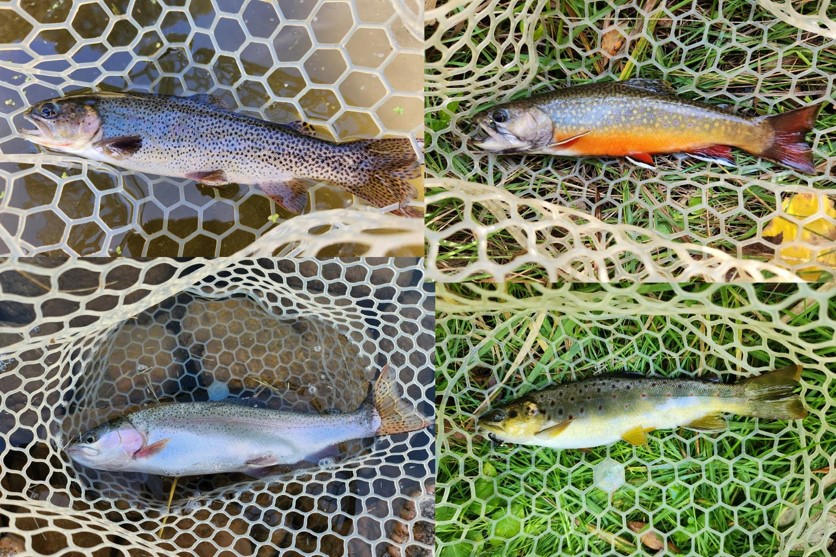 Mashup of Trout Slam entries by Cathy Seybold.  Nebraska Game & Parks Commission Trout Slam entry photos.