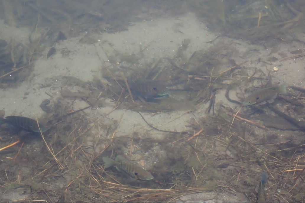 Male bluegills on spawn beds.  Photo by Daryl Bauer, Nebraska Game & Parks Commission.