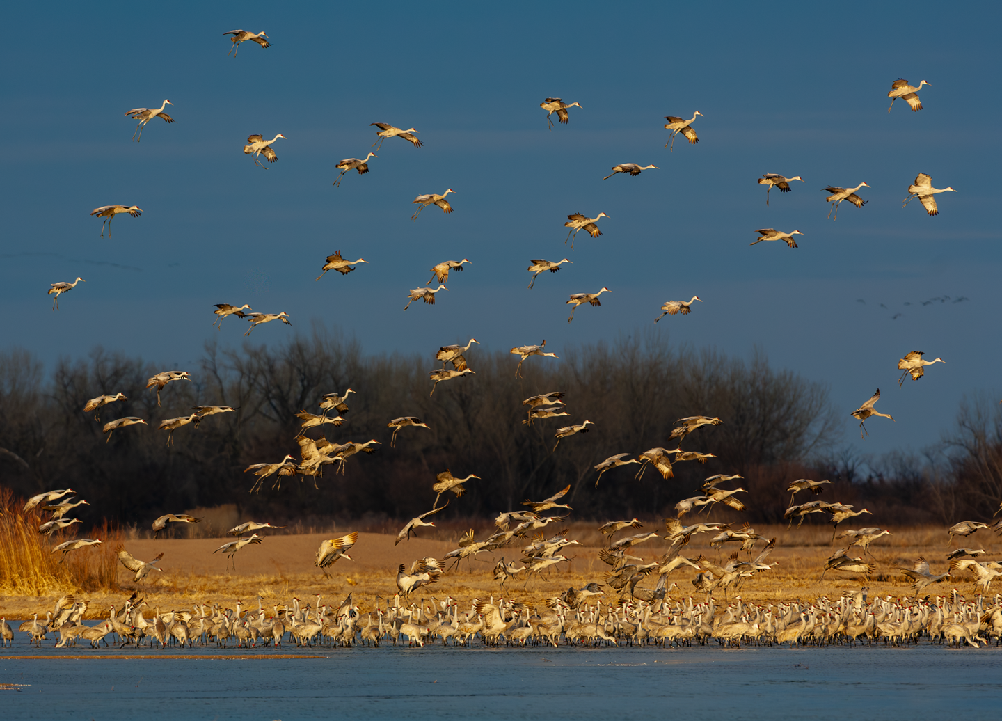 Cranes drop into their roost on the Platte River at sunset in Hall County.
