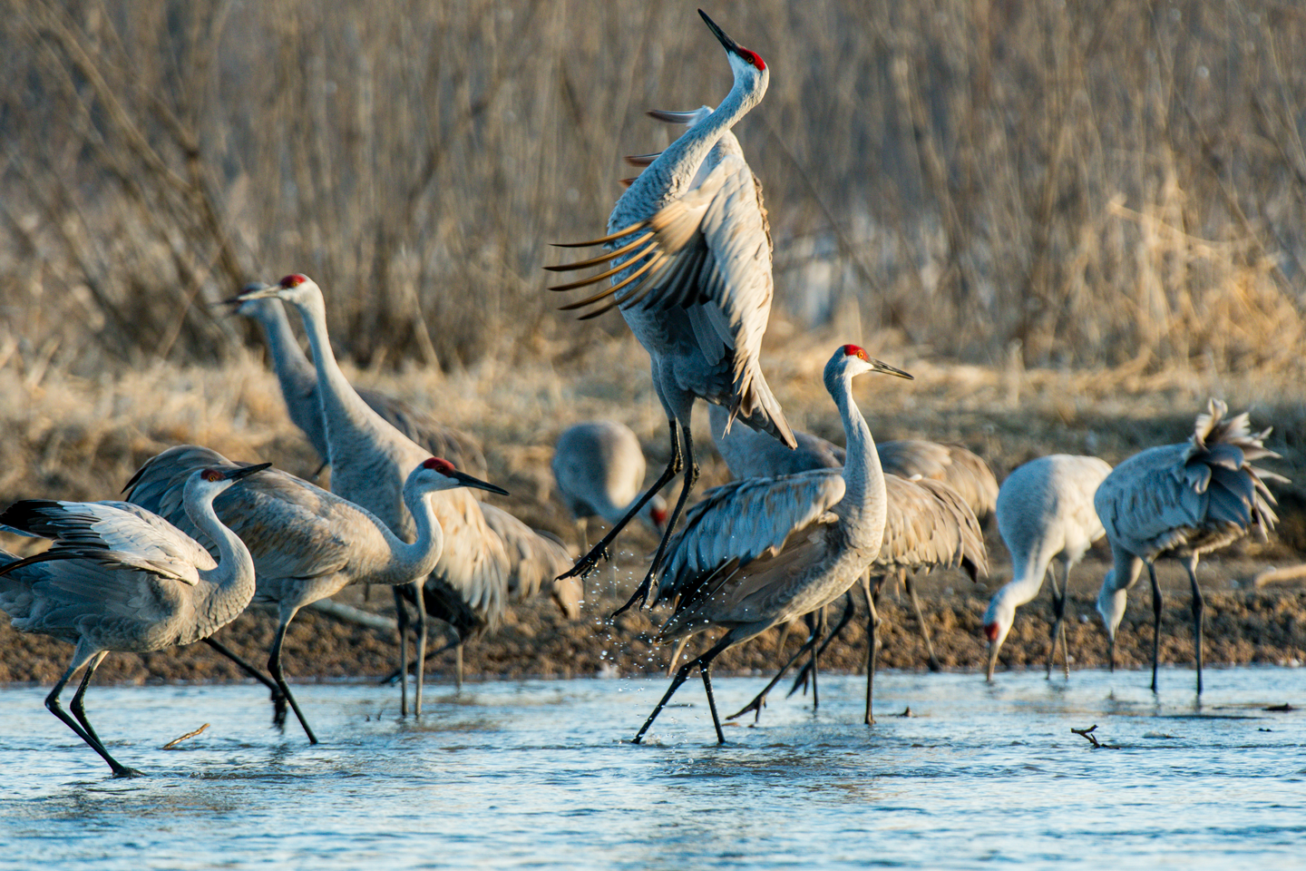 Cranes dance on their roost on the Platte River.