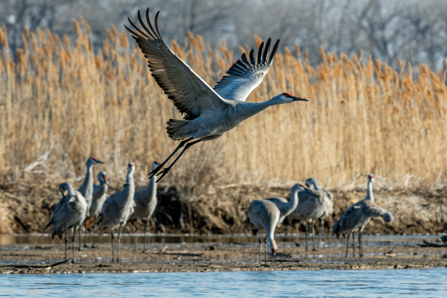 A crane flies from its roost on the Platte River.