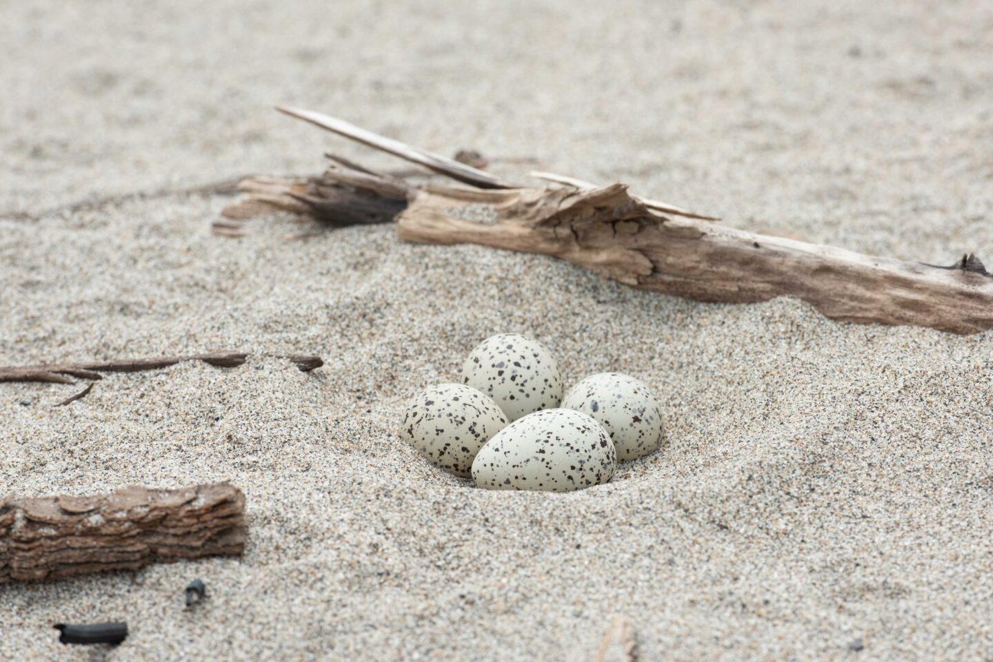 Piping plover nest in the sand with four eggs.
