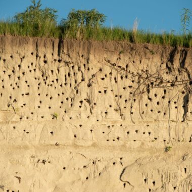 A cliff side covered in holes created by bank swallows building their nests.