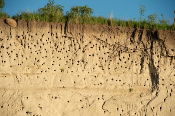 A cliff side covered in holes created by bank swallows building their nests.