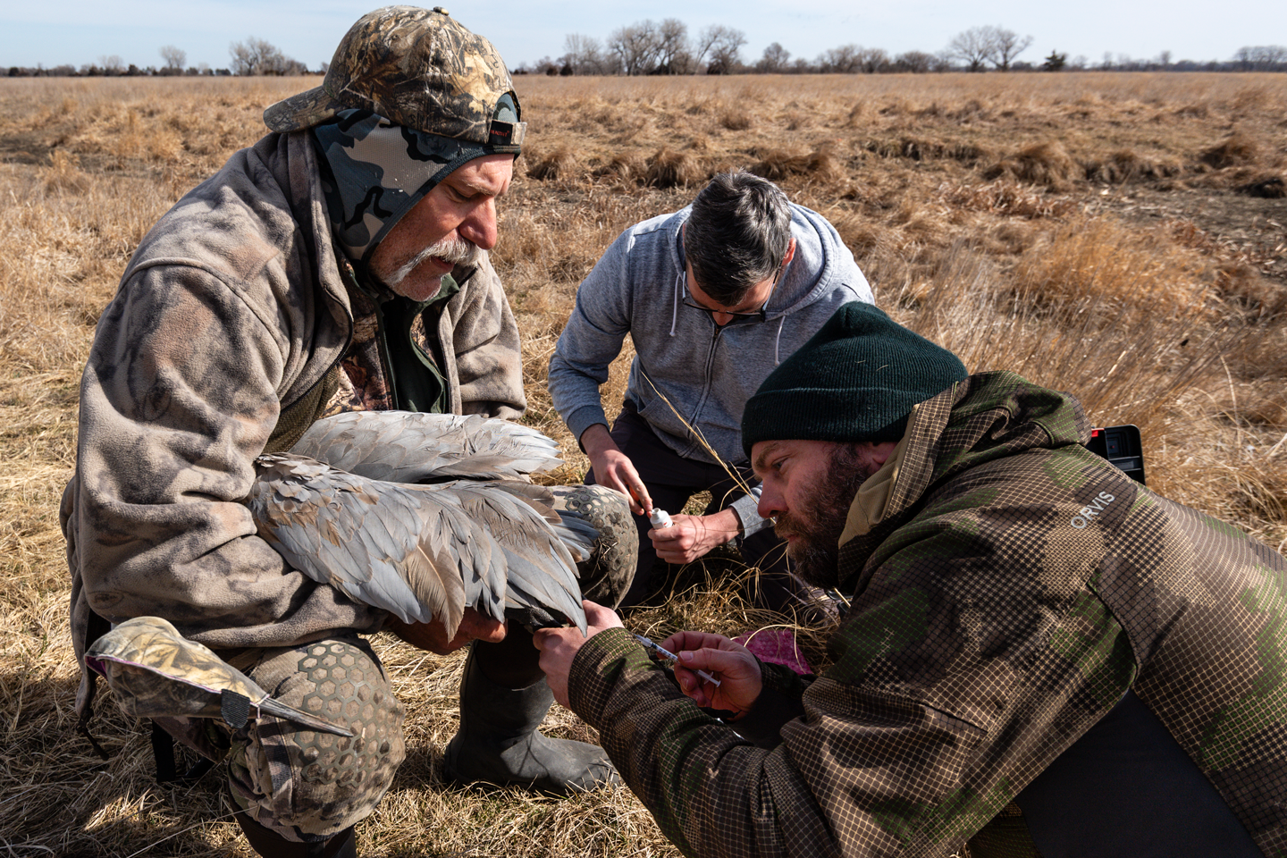 Brandt holds a crane they captured as Abe Kanz of the Crane Trust prepares to attach a GPS leg band and Andy Caven of the International Crane Foundation draws a blood sample.