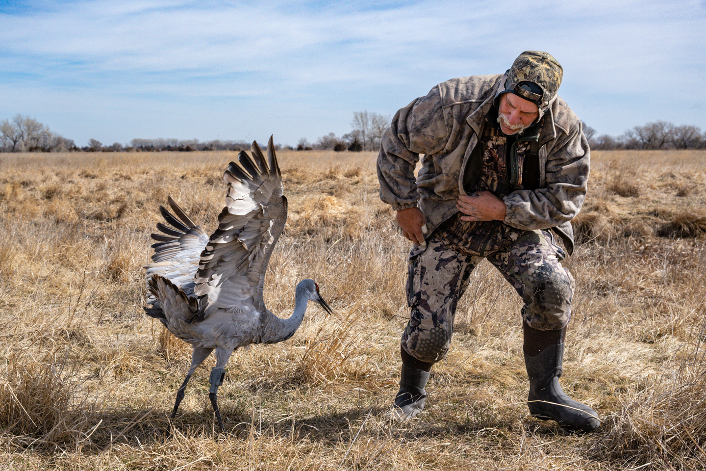 Brandt releases a banded crane.