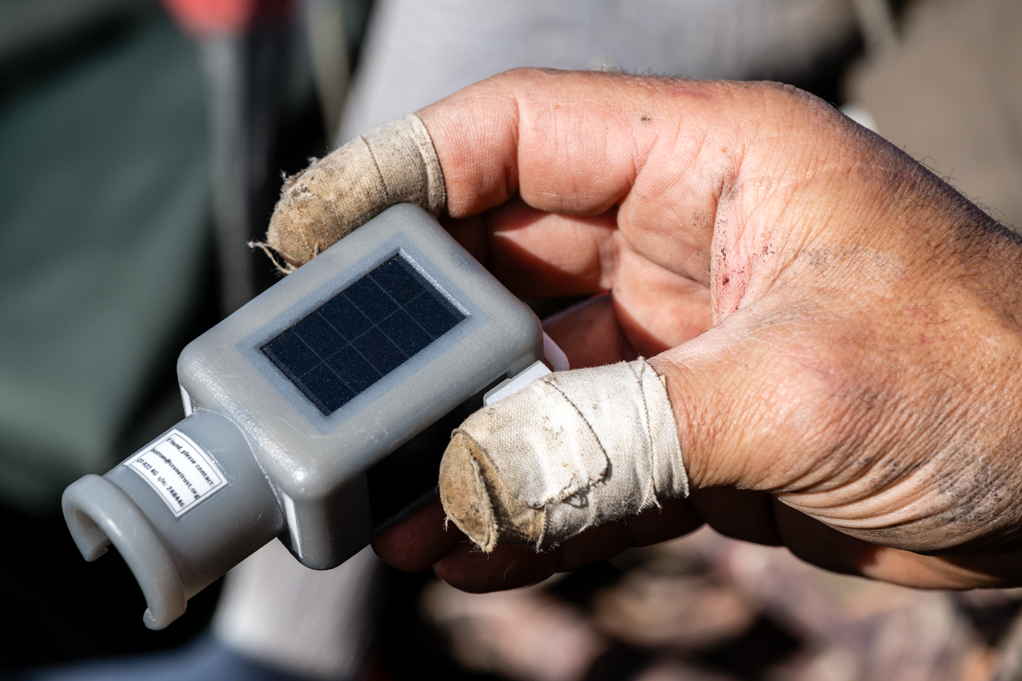 The solar-powered, GPS-tracking leg bands used in the Crane Trust research project weigh just 2.3 ounces.