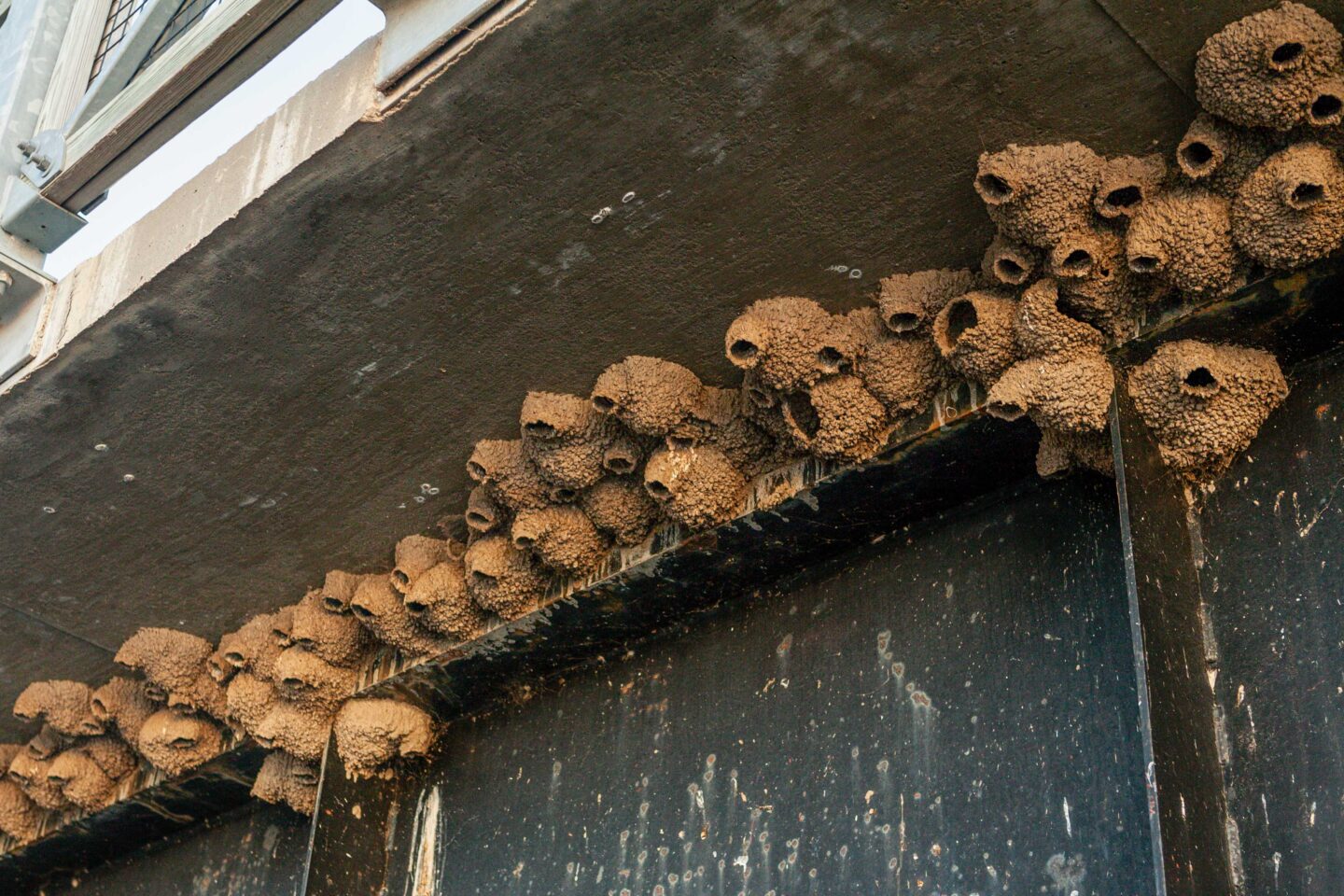 Barn swallow nests.