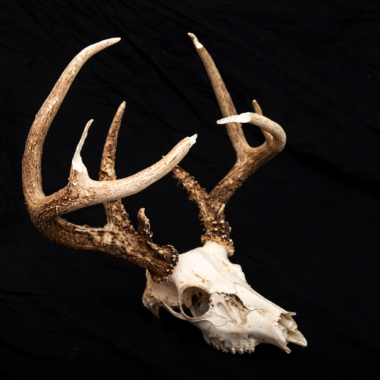 A white-tailed deer skull with extensive squirrel chewing damage on main beams and antler tines. Photo by Jeff Kurrus, Nebraskaland Magazine.