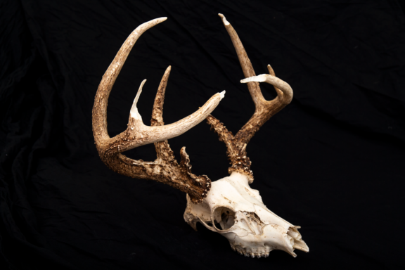 A white-tailed deer skull with extensive squirrel chewing damage on main beams and antler tines. Photo by Jeff Kurrus, Nebraskaland Magazine.