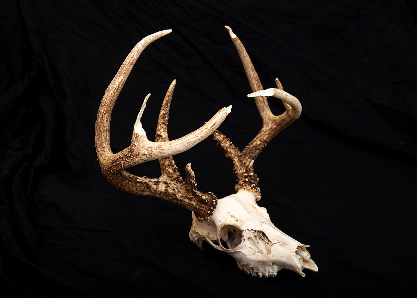 A white-tailed deer skull with extensive squirrel chewing damage on main beams and antler tines. Photo by Jeff Kurrus, Nebraskaland Magazine.