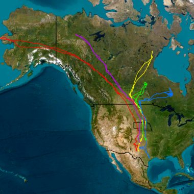 The above map shows the paths five sandhill cranes trapped and banded in Nebraska last spring took to their breeding and wintering grounds.