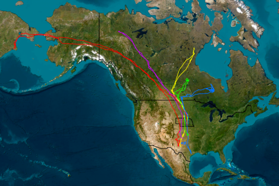 The above map shows the paths five sandhill cranes trapped and banded in Nebraska last spring took to their breeding and wintering grounds.
