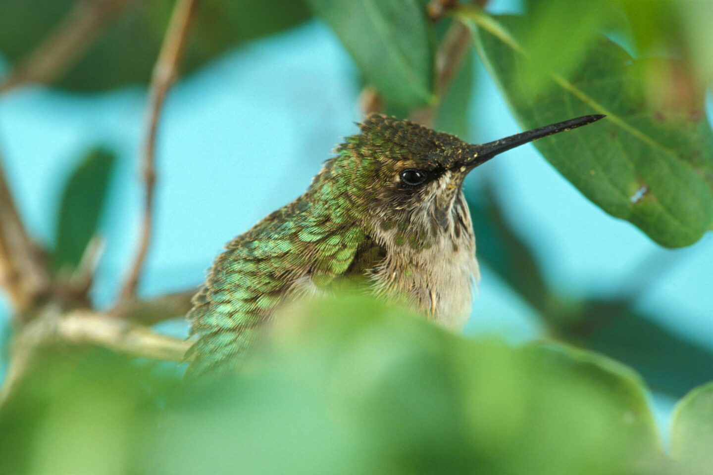 ruby-throated hummingbird
