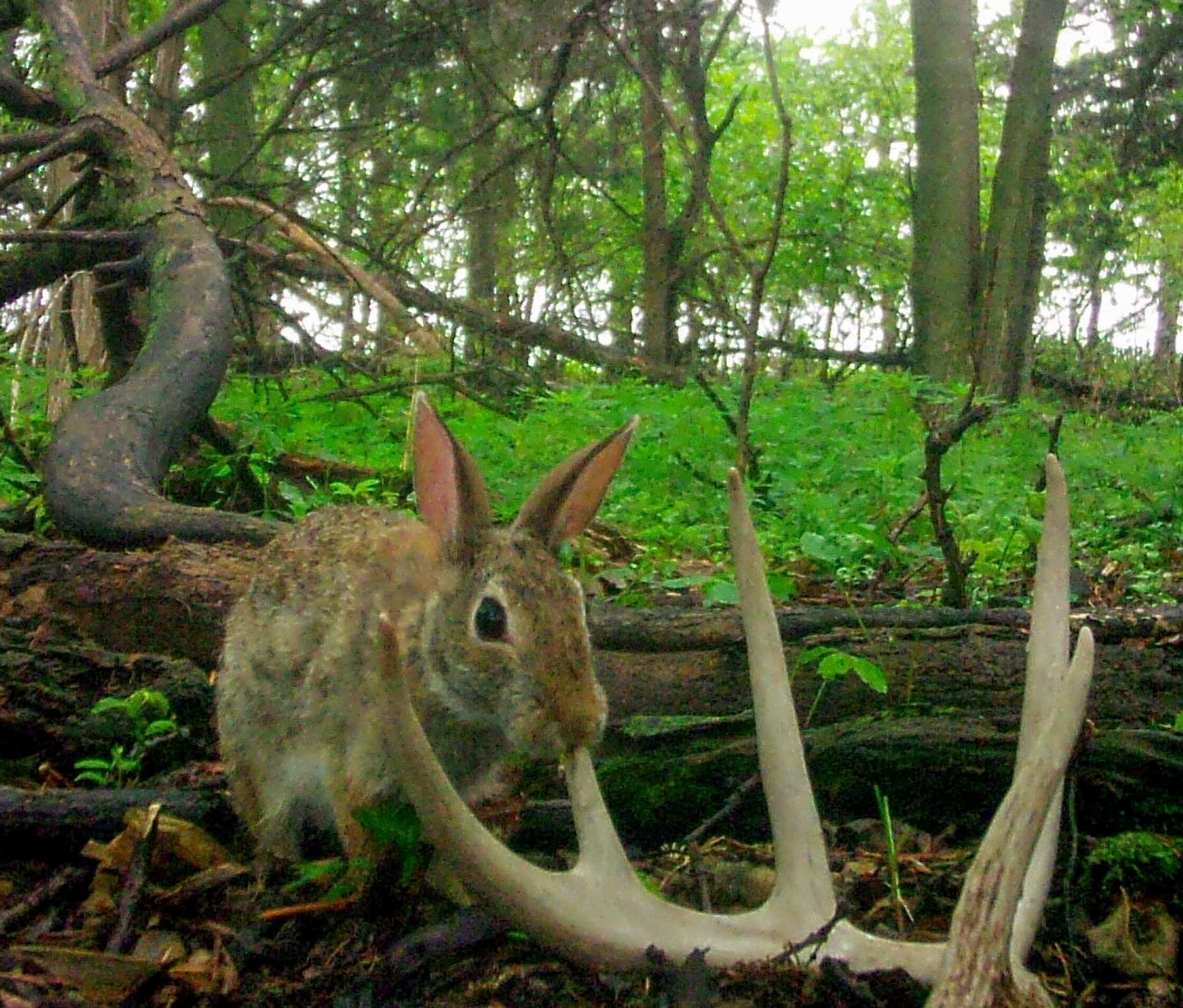 Cottontail rabbits are frequent visitors to shed antlers but cause limited damage.