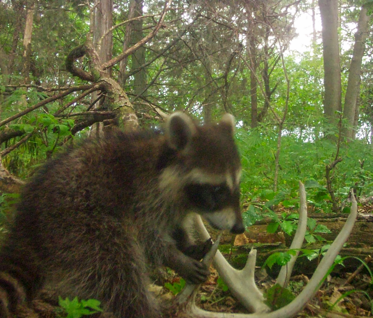 A young raccoon chews on a shed antler's brow tine.