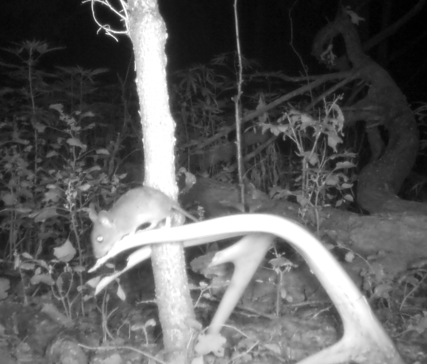 Small mammals, such as this white-footed mouse, nibble on shed antlers, though damage is typically minimal.