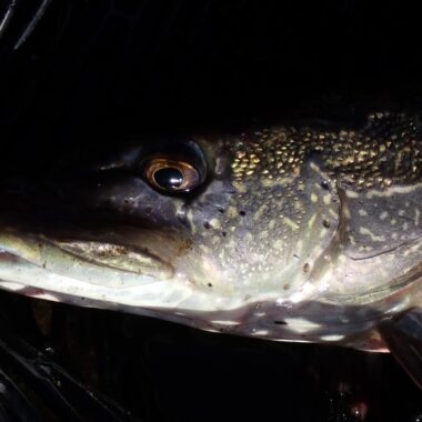 Close-up northern pike laying in landing net. Photo by Daryl Bauer, Nebraska Game & Parks Commission.