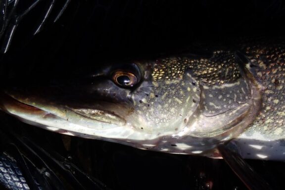 Close-up northern pike laying in landing net. Photo by Daryl Bauer, Nebraska Game & Parks Commission.