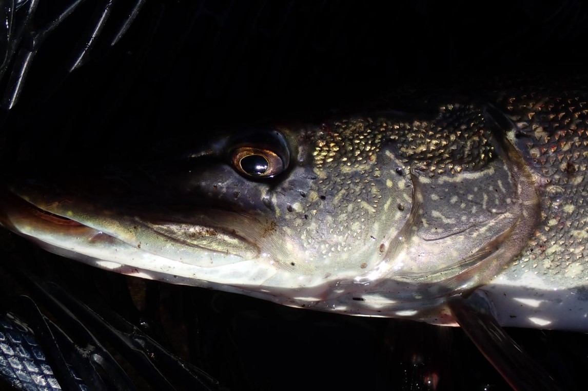 Close-up northern pike laying in landing net.  Photo by Daryl Bauer, Nebraska Game & Parks Commission.