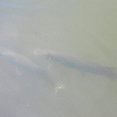 Pair of northern pike in shallow water. Photo by Daryl Bauer, Nebraska Game & Parks Commission.