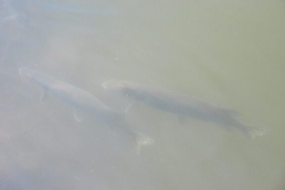 Pair of northern pike in shallow water. Photo by Daryl Bauer, Nebraska Game & Parks Commission.