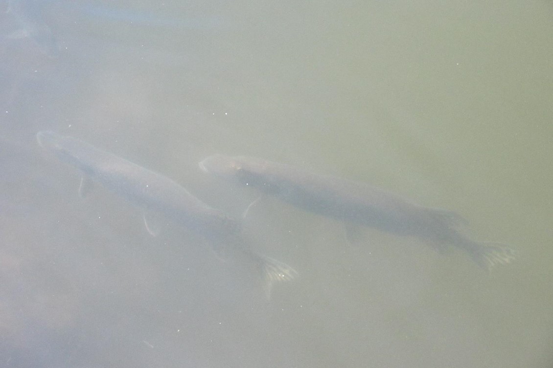 Pair of northern pike in shallow water.  Photo by Daryl Bauer, Nebraska Game & Parks Commission.