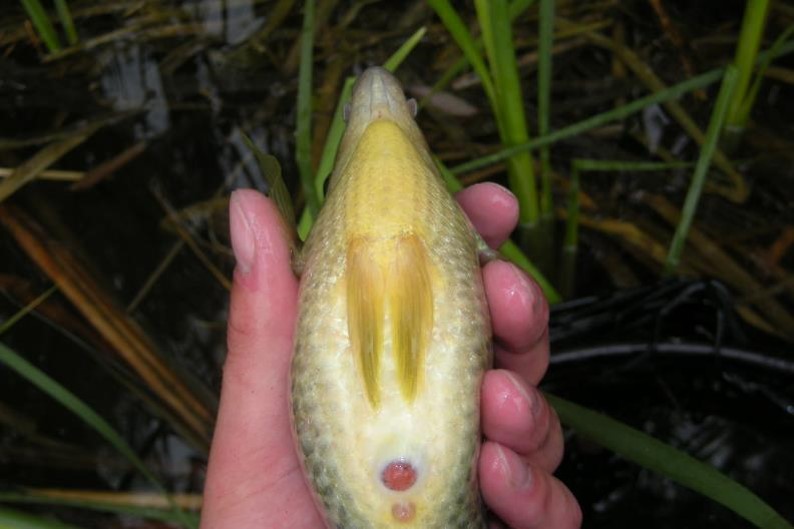 Female redear sunfish very full of eggs.  Photo by Daryl Bauer, Nebraska Game & Parks Commission.