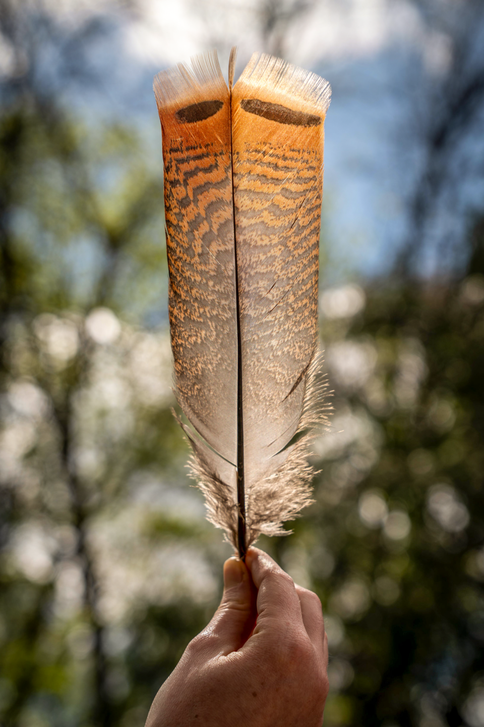 Sunlight through a turkey feather feels like a spring morning.