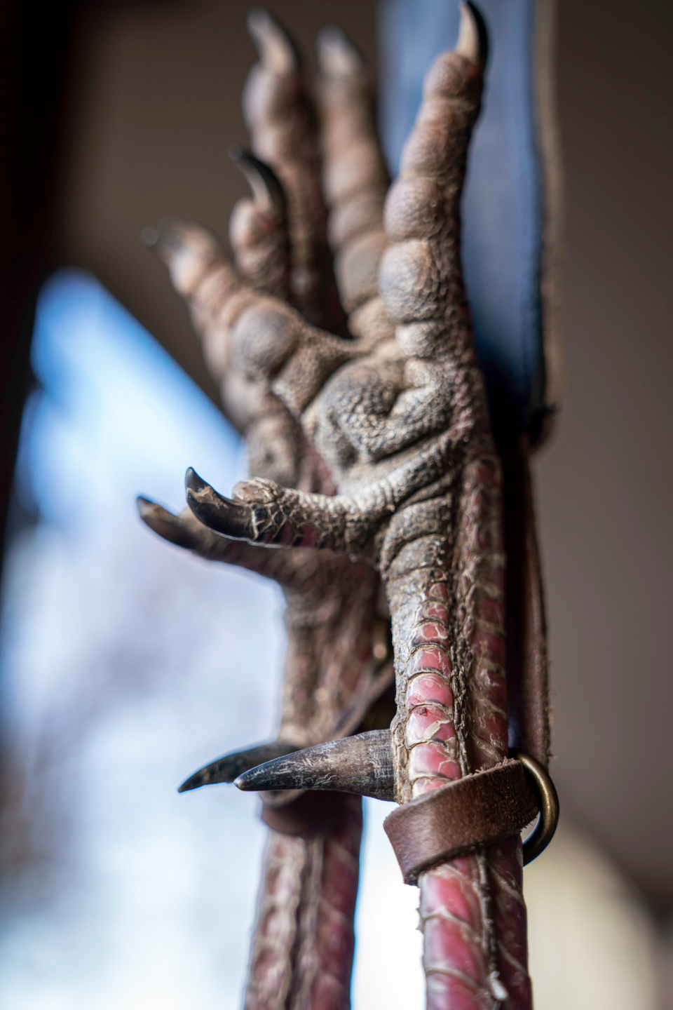 A tom’s spurs — the pointed spike above the feet — are an indication of the turkey’s age. The longer the spur, the more mature the bird.