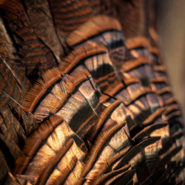 A turkey fan has a mesmerizing iridescence. If you are fortunate enough to shoot a spring turkey, take the time to admire its beauty.