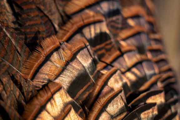 A turkey fan has a mesmerizing iridescence. If you are fortunate enough to shoot a spring turkey, take the time to admire its beauty.