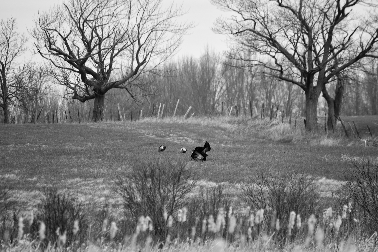 A Nebraska tom shows off for the ladies in an ancient spring ritual.