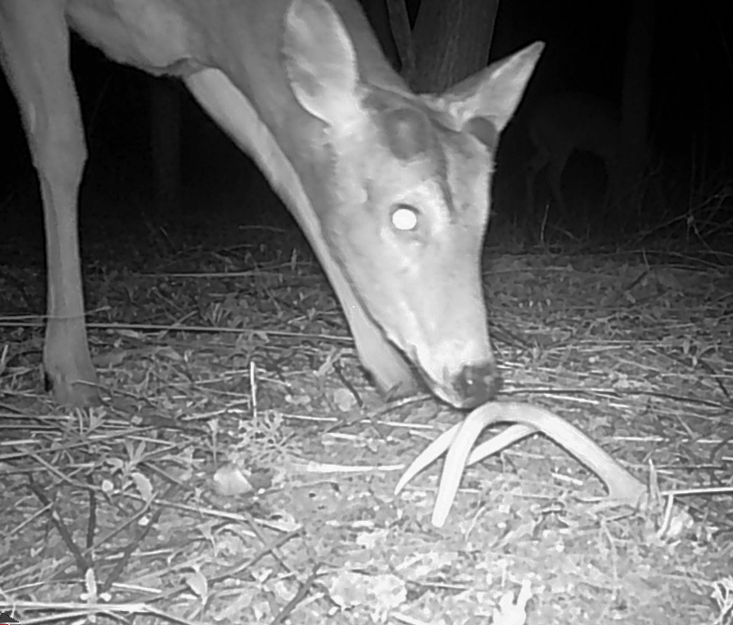 A young white-tailed buck with new antler growth investigates a shed antler.