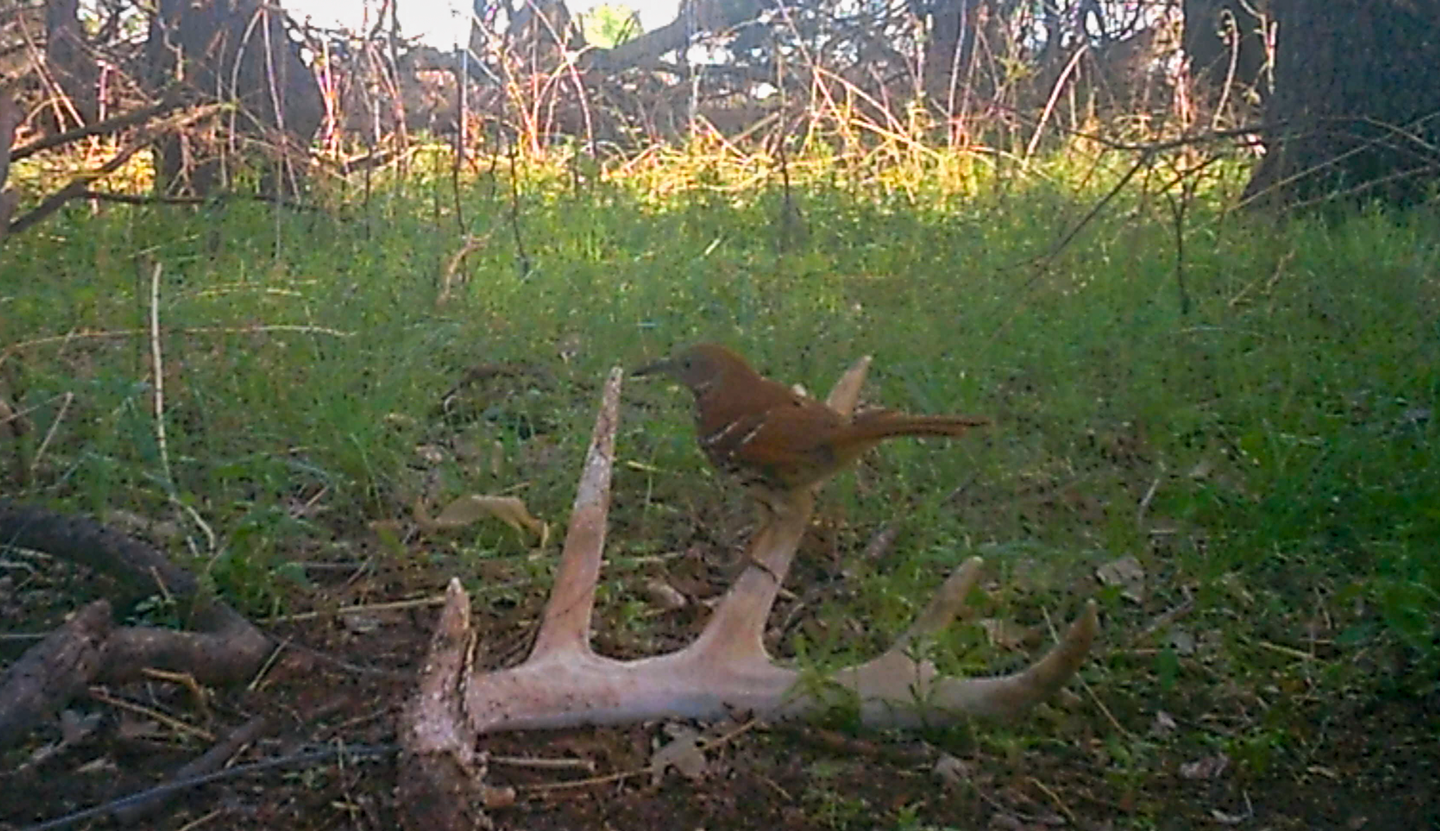 A brown thrasher perches on a shed antler while feeding on ants in the surrounding area.