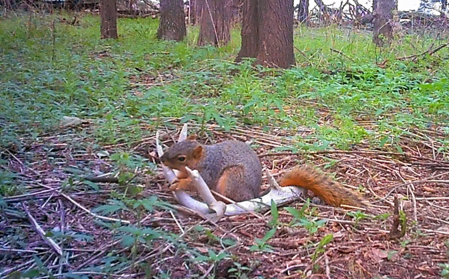 Eastern fox squirrels commonly gnaw shed antlers to wear incisors and acquire essential minerals.