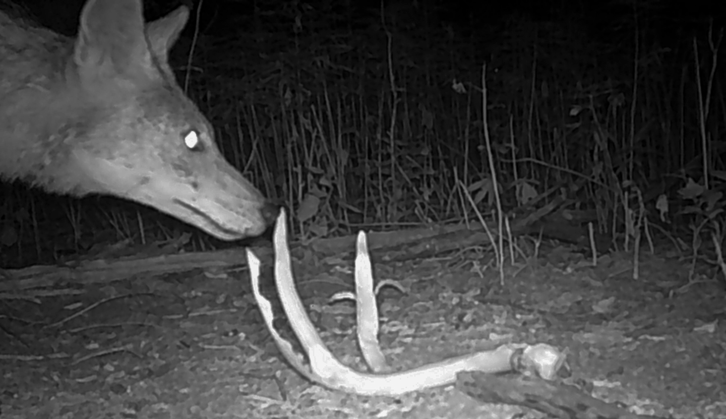Coyotes frequently chew and transport shed antlers, often leaving distinct tooth scoring and bite marks.