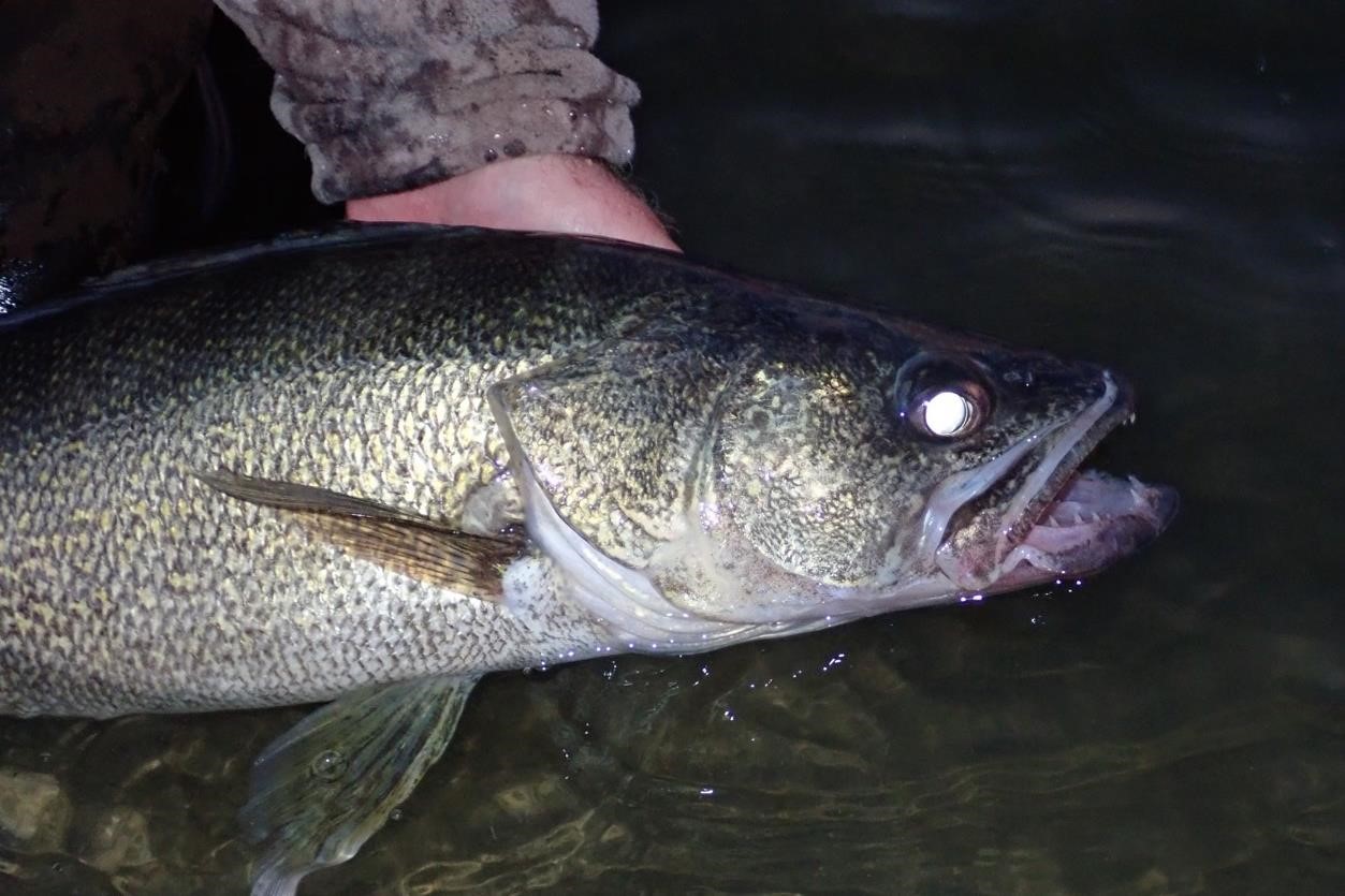 Large walleye being released back into water.  Photo by Daryl Bauer, Nebraska Game & Parks Commission.