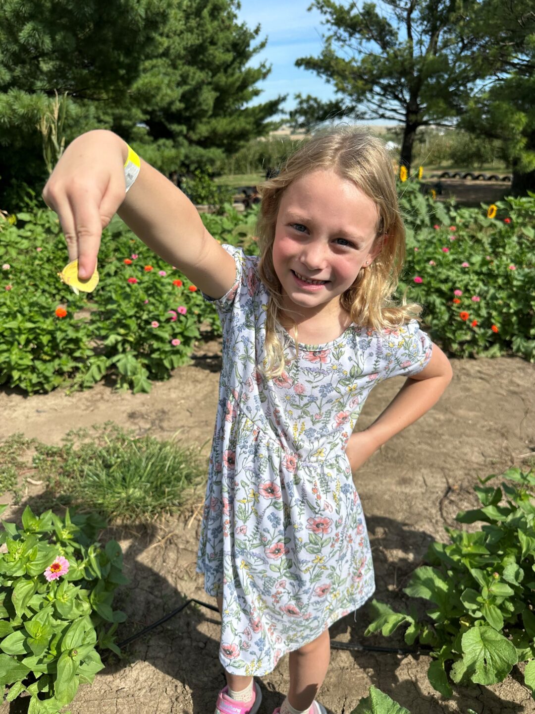The author's daughter completed a bumble bee survey with her last year and has since been catching flying creatures every chance she gets.