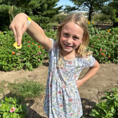 The author's daughter completed a bumble bee survey with her last year and has since been catching flying creatures every chance she gets.