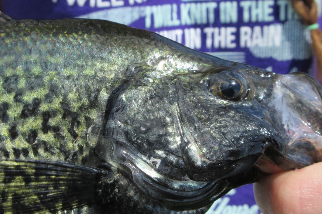 Close up of male black crappie in spawning colors.  Photo by Daryl Bauer, Nebraska Game & Parks Commission.