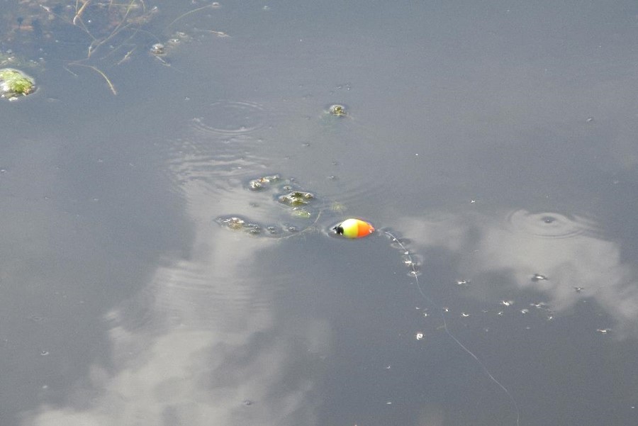 Bobber floating on water.  Photo by Daryl Bauer, Nebraska Game & Parks Commission.