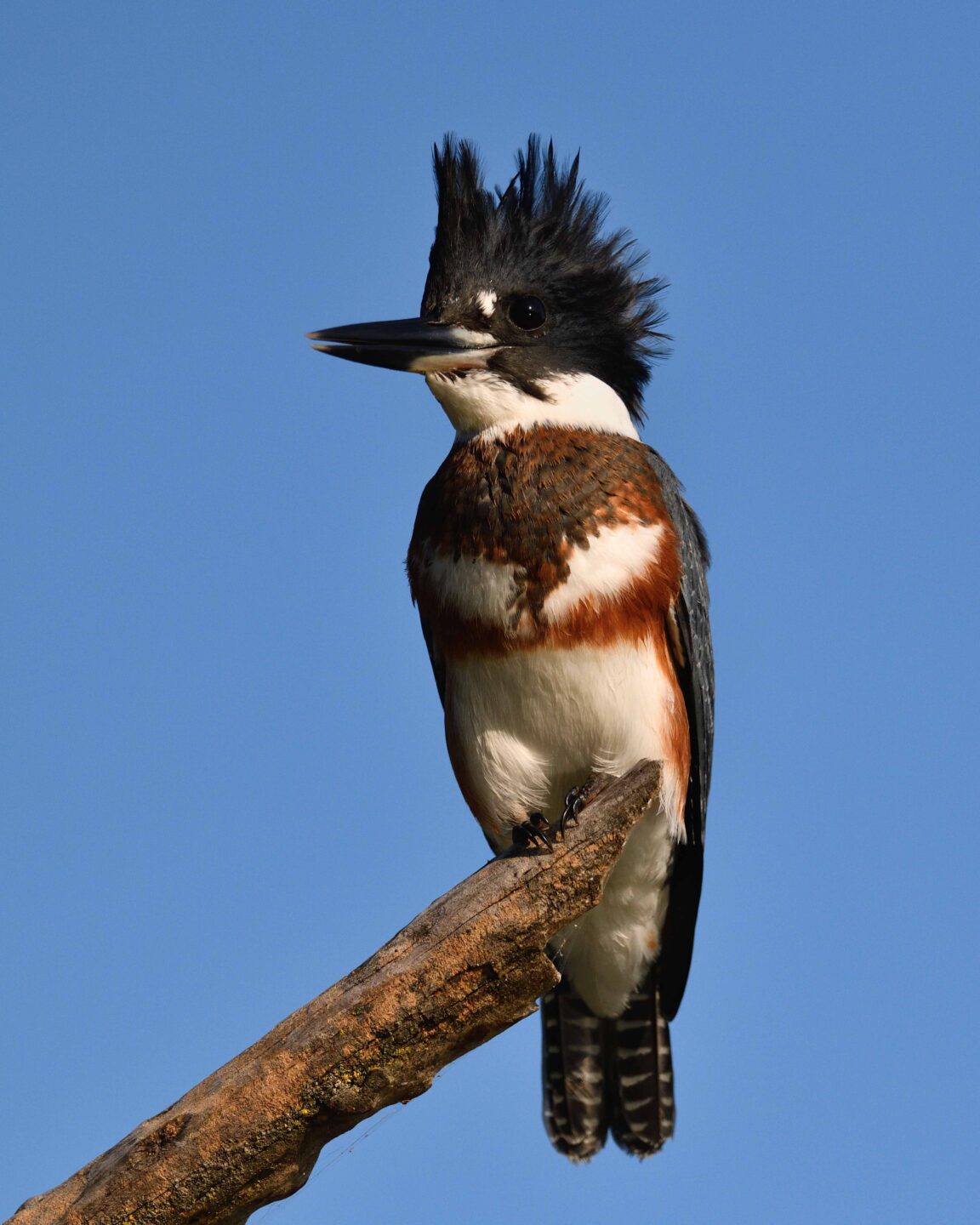 Belted kingfisher on Holmes Lake in Lancaster County. 
